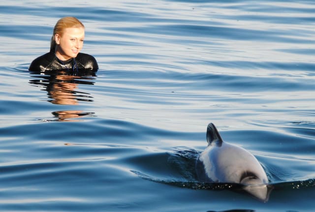 akaroa-swimming-with-dolphins-small-group-tour_1